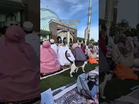 Dia Tahu Dimana Posisi Emaknya Sholat #shorts #cat #pets #kucing #lucu #kitten #animals #funny