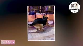 Dog REBORN as a Monk?'😂 #pet #cute #petcute #funny #short #funnyanimals #love #viral #fyp #foryou