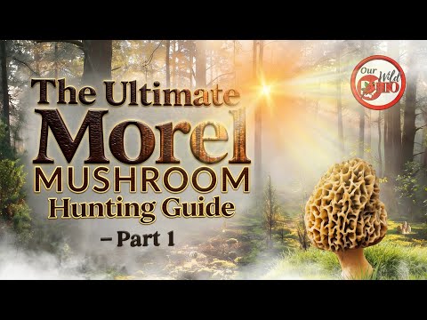 Ultimate Morel Mushroom Hunting Guide PART 1