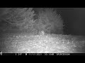 Raccoons Mating On Ridge Top