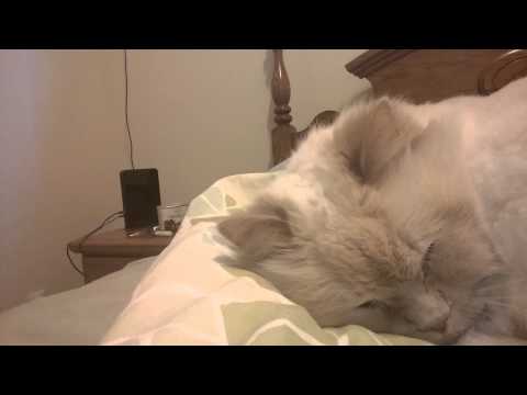My cat makes cute squeaking noises while he sleeps