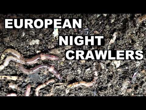 Compost Worm Wedge Method ENC ONLY