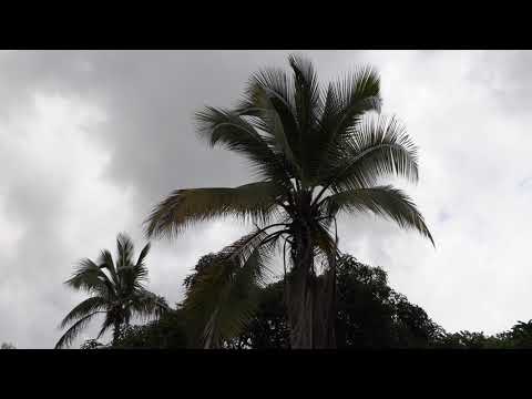 Coconut palm tree during thunderstorm with dark, gray and threatening sky in Panama 4k UHD 50 FPS