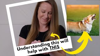 What is Management in Dog Training?