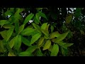 Hdr Raining Status Baarish Song Rainy Day Feel The Bgm Relaxing Music 4k Ron Editxx