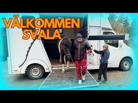 Köpt en till häst. Följ med när vi hämtar vår nya unghäst.