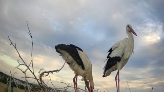 Nel nido sulla torre 5G sono nati sei cicognini. «Nidiata eccezionale»