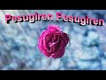 Pesugiren Song With Lyrics (In English) From The Movie Satham Podathey  (Tamil ).