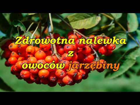 Zdrowotna nalewka z owoców jarzębiny.