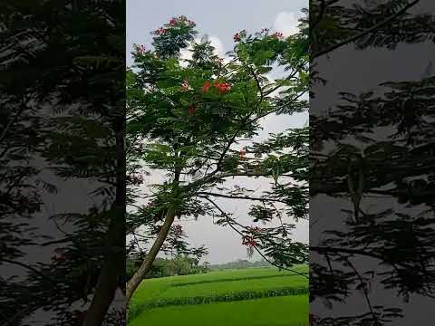 #flowers #shots #treanding #nature #viral_video #foryou #suraiya.