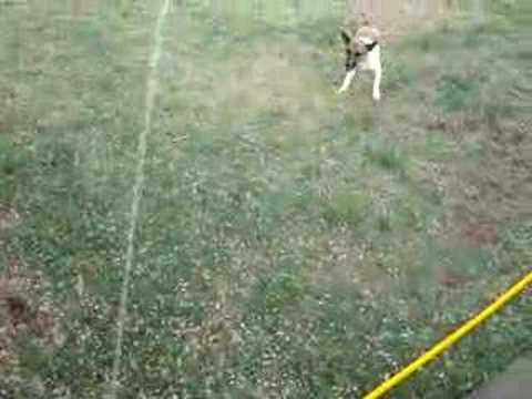 Zoey and the Sprinkler