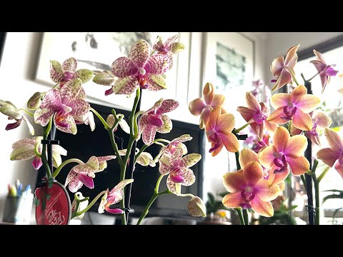 Mini Phalenopsis Yellow Hummingbird replantada após 6 e meio meses florida em casa!