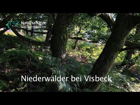 Niederwälder Visbeck - Naturschätze Südwestfalens
