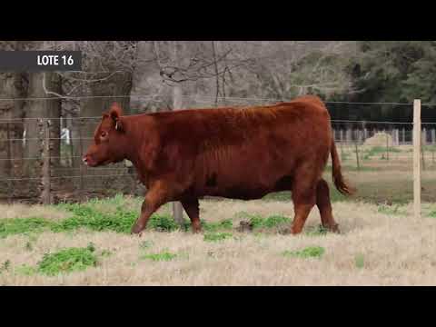 Próximo Remate de Cabaña La Rubeta - Lote 16 - RUBETA MULATA 8360 -  Sábado 14 de Agosto - 13.00hs.