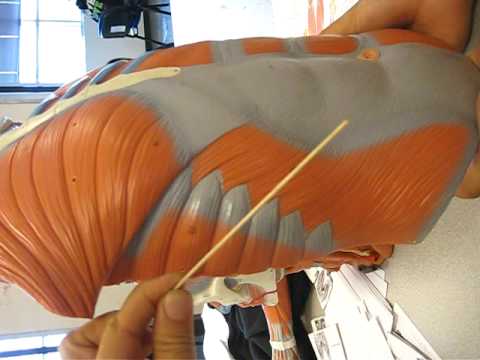 Muscles of the ABDOMEN