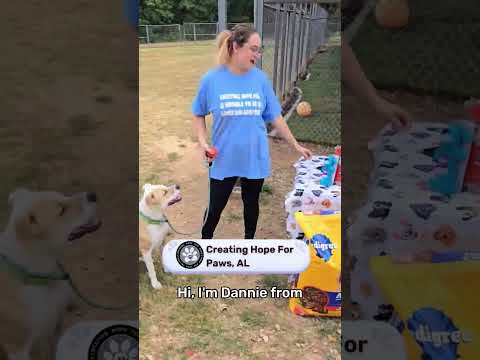 TREAT: Play & impact REAL dogs video thumbnail