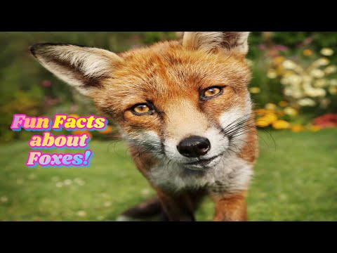 Fun Interesting facts about Foxes educational fun learning animal videos made for kids, children.