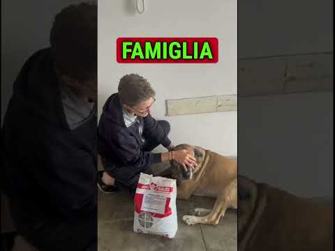 Il cane anziano Fiona non ha più problemi di dermatite con le crocchette Dogbauer