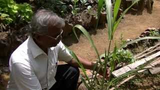 preview picture of video 'Kalyani's Organic Farm Hunuwala,Opanayaka'