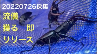 虫を獲るなら木を探せ。カブトムシとノコギリクワガタ採りに来た