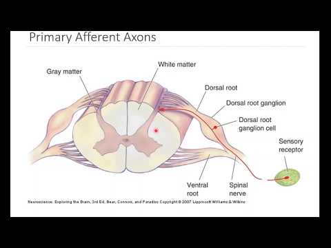 OSSM Neuro Chapter 12 - Primary Somatosensory Afferents