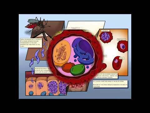 Thumbnail for the research video