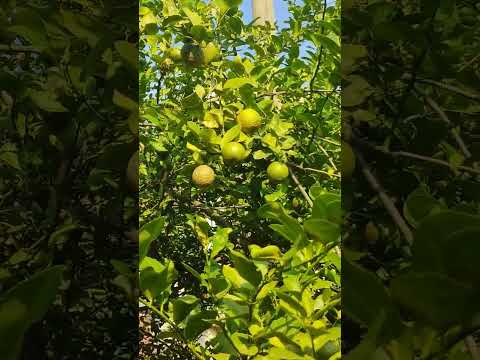 Lemon Tree View 🌺🔥 #food #viral_shorts #tanzila