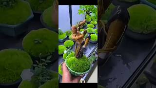 Download lagu It took a year to cultivate this small bonsai. Can you give me a thumbs up?   exports#love #plants mp3