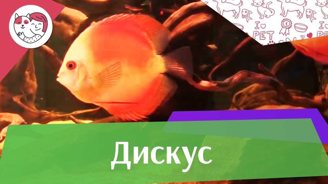 Дискус АкваЛого на ilikePet
