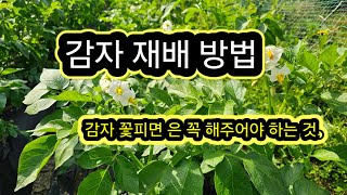감자 재배 방법 #감자 꽃피면 은 꼭 해줘야 할 것