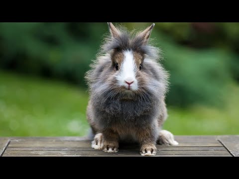 7_IVAN_ CORRIDA VIRTUAL ANIMAL 2026: IRACEMÁPOLIS, SÃO PAULO, BRASIL ( Amora )