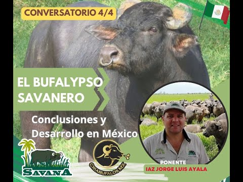, title : 'EL Bufalypso 4 Conversatorio: Conclusiones de la serie, caso México y el Savanero'