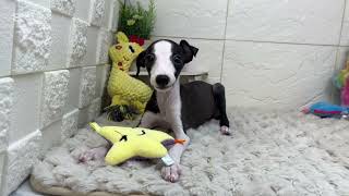 イタリアングレーハウンドの動画01