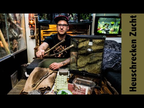 Grasshopper Breeding Terrarium Part 1: Setting it up