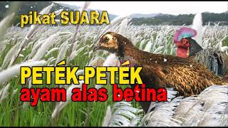 Download lagu suara PIKAT ayam hutan BETINA paling dicari petek petek langsung menyambar mendekat mp3 Download lagu suara PIKAT ayam hutan BETINA paling dicari petek petek langsung menyambar mendekat mp3