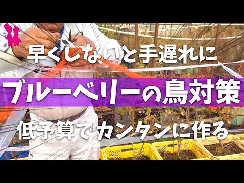 この春、苗木を鳥から守るにはどうすればよいでしょうか？羽のある鳥が若い植物を食べないようにするための 5 つのヒント  庭園