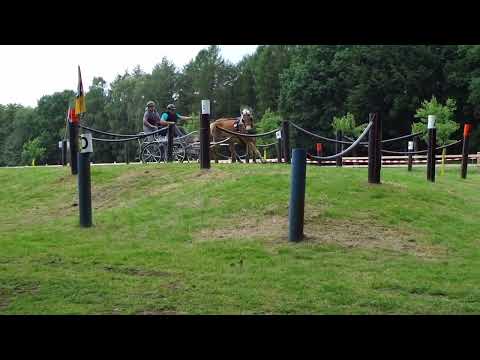 Fahrturnier Alfhausen 22.5.2022