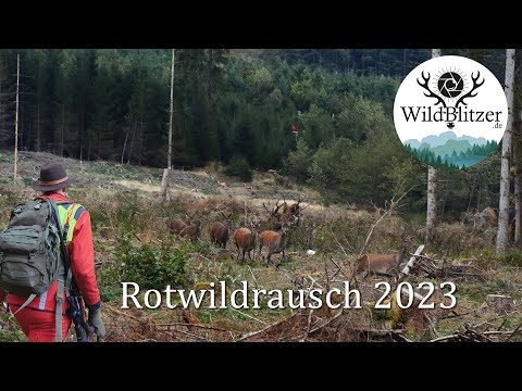 🦌WildBlitzer Driven Hunt: 2023 Pure Adrenaline with Pro Huntingconcept. English subtitles available