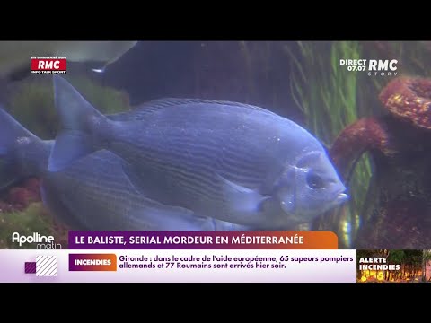 Le baliste, serial mordeur en Méditérranée