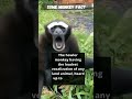 the howler monkey #funny #monkey #animals #facts