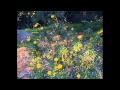 Dave Alvin - No Worries Mija