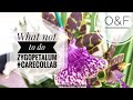 Zygopetalum Story CareCollab