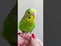 #periquitosaustralianos manso ????#lovebirds #parrot #birds #pets #periquitos #cute #shorts