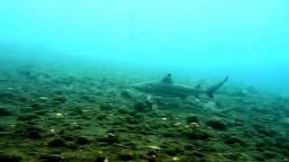 preview picture of video 'Shark Dive, Tulamben, Bali'