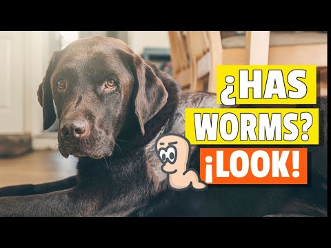 🐶🪱How Do You Know If Your Dog Has Worms