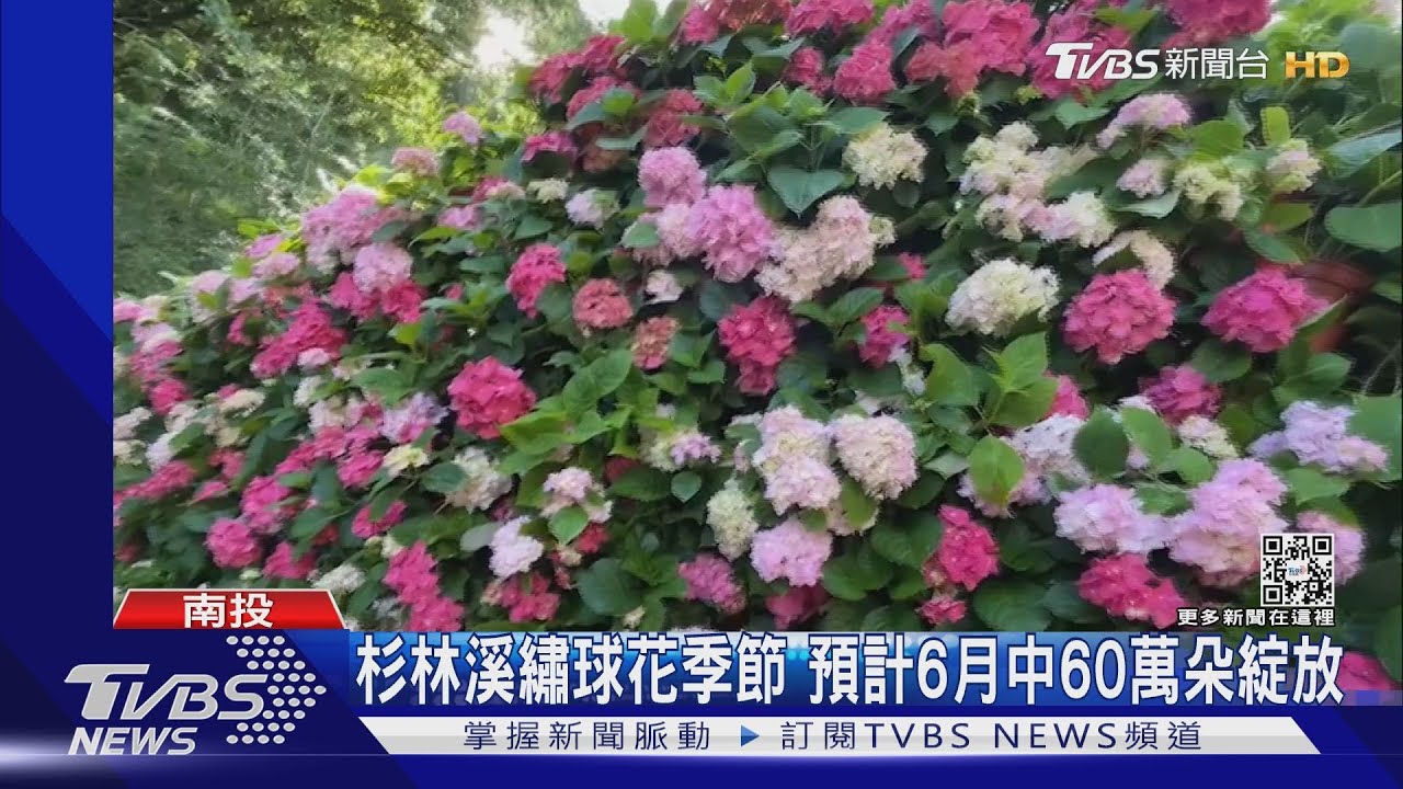 繡球花牆、花海好好拍 杉林溪6月中60萬朵綻放