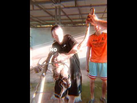 CASI LE MUERDE una SERPIENTE al XOKAS…