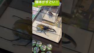 【蟲神器】カブクワショップMKさんとのコラボ大会後の抽選会のヘラクレスオオカブトの標本がすごかった！