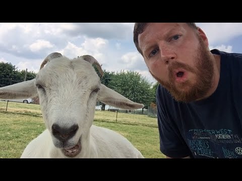 Funniest Goats | 30 Minutes 🤪