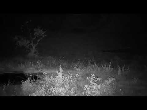 Djuma: Lone Hyena - 20:10 - 12/20/20